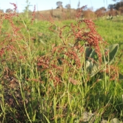 Rumex acetosella (Sheep Sorrel) at Melrose - 15 Oct 2022 by michaelb