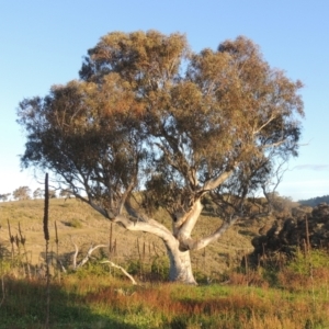 Eucalyptus rossii at Melrose - 15 Oct 2022 05:57 PM