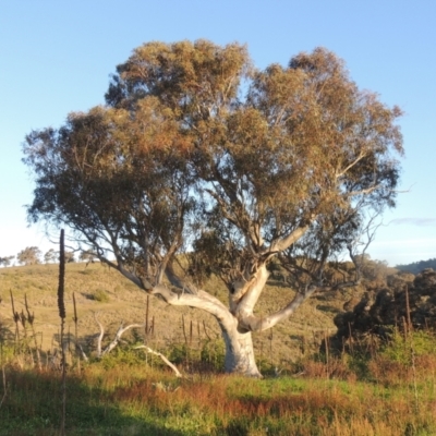 Eucalyptus rossii (Inland Scribbly Gum) at Theodore, ACT - 15 Oct 2022 by MichaelBedingfield