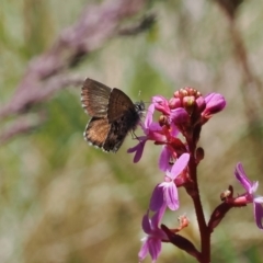 Neolucia hobartensis (Montane Heath-blue) at Cotter River, ACT - 9 Jan 2023 by RAllen