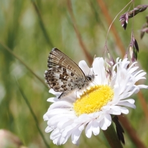 Neolucia hobartensis at Cotter River, ACT - 9 Jan 2023