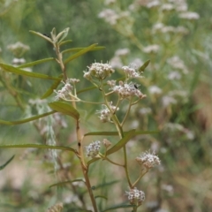 Astrotricha ledifolia (Common Star-hair) at Cotter River, ACT - 10 Jan 2023 by RAllen