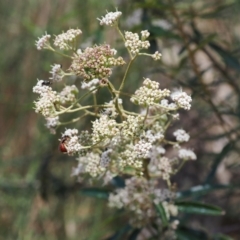 Astrotricha ledifolia at Cotter River, ACT - 10 Jan 2023