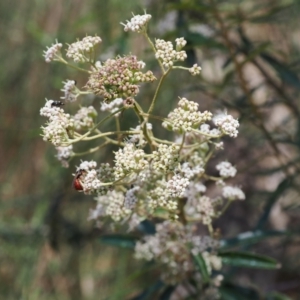 Astrotricha ledifolia at Cotter River, ACT - 10 Jan 2023