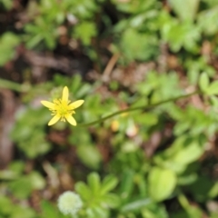 Ranunculus scapiger at Cotter River, ACT - 10 Jan 2023 by RAllen