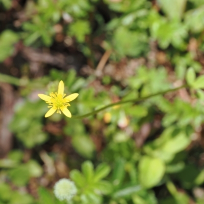 Ranunculus scapiger at Cotter River, ACT - 10 Jan 2023 by RAllen