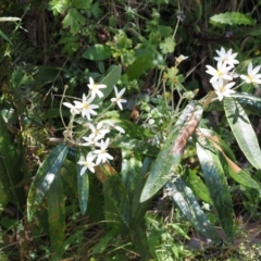 Olearia megalophylla (Large-leaf Daisy-bush) at Cotter River, ACT - 10 Jan 2023 by RAllen