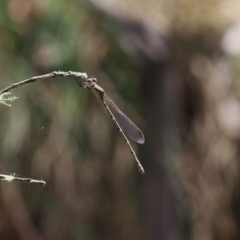 Austrolestes leda (Wandering Ringtail) at Cotter River, ACT - 10 Jan 2023 by RAllen