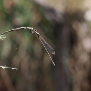 Austrolestes leda at Cotter River, ACT - 10 Jan 2023