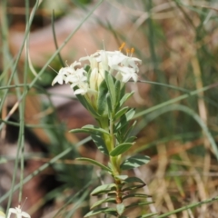 Pimelea glauca (Smooth Rice Flower) at Bimberi Nature Reserve - 10 Jan 2023 by RAllen