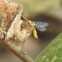 Xanthopimpla sp. (genus) (A yellow Ichneumon wasp) at Mittagong, NSW - 21 Jan 2023 by GlossyGal