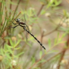 Eusynthemis tillyardi at Mittagong, NSW - 21 Jan 2023 by GlossyGal