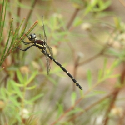 Eusynthemis tillyardi at Mittagong, NSW - 21 Jan 2023 by GlossyGal