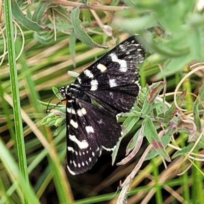 Phalaenoides tristifica (Willow-herb Day-moth) at Lyneham Wetland - 23 Jan 2023 by trevorpreston