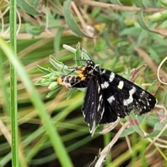 Phalaenoides tristifica at Lyneham, ACT - 23 Jan 2023