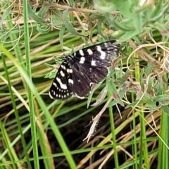 Phalaenoides tristifica at Lyneham, ACT - 23 Jan 2023