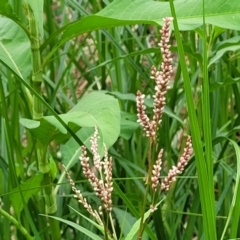 Persicaria lapathifolia (Pale Knotweed) at Lyneham, ACT - 23 Jan 2023 by trevorpreston