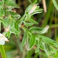 Epilobium hirtigerum at Lyneham, ACT - 23 Jan 2023 01:37 PM