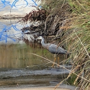 Egretta novaehollandiae at Lyneham, ACT - 23 Jan 2023