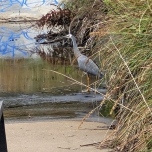 Egretta novaehollandiae at Lyneham, ACT - 23 Jan 2023 01:40 PM