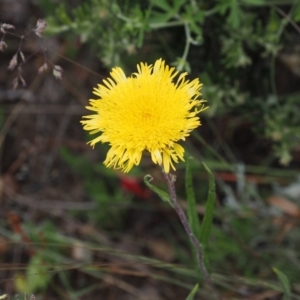 Podolepis jaceoides at Cotter River, ACT - 10 Jan 2023