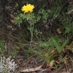 Podolepis jaceoides at Cotter River, ACT - 10 Jan 2023