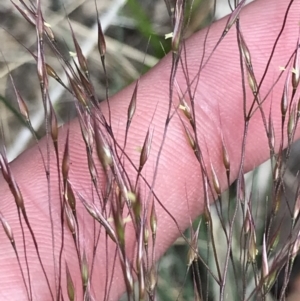 Lachnagrostis aemula at Cotter River, ACT - 8 Jan 2023 03:13 PM