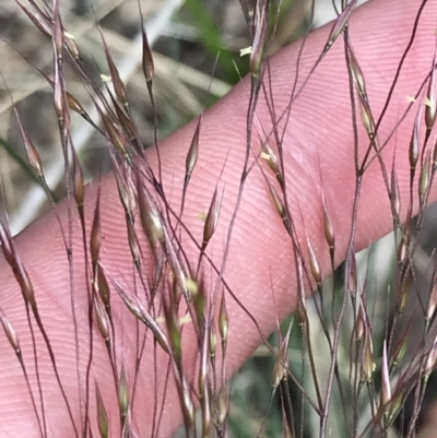 Lachnagrostis aemula (Blown Grass) at Cotter River, ACT - 8 Jan 2023 by Tapirlord