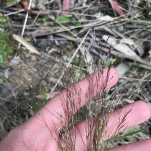 Lachnagrostis aemula at Cotter River, ACT - 8 Jan 2023 03:13 PM