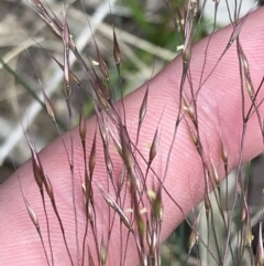 Lachnagrostis aemula at Cotter River, ACT - 8 Jan 2023 03:13 PM