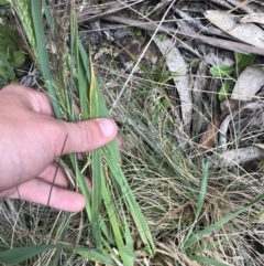 Lachnagrostis aemula at Cotter River, ACT - 8 Jan 2023