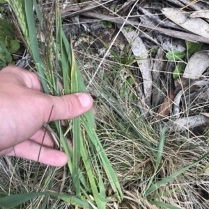 Lachnagrostis aemula at Cotter River, ACT - 8 Jan 2023 03:13 PM