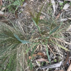 Lachnagrostis aemula at Cotter River, ACT - 8 Jan 2023 03:13 PM