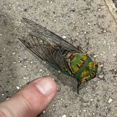 Macrotristria sylvara (Green Cherrynose) at Port Douglas, QLD - 22 Jan 2023 by Mavis