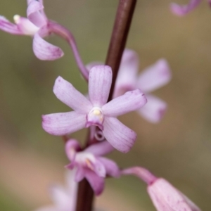 Dipodium roseum at Paddys River, ACT - 20 Jan 2023