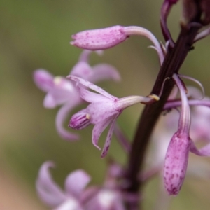 Dipodium roseum at Paddys River, ACT - 20 Jan 2023