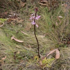 Dipodium roseum at Paddys River, ACT - 20 Jan 2023