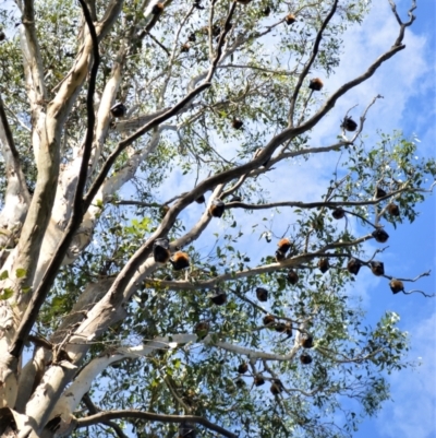 Pteropus sp. (poliocephalus or scapulatus) (Flying Fox) at Shellharbour, NSW - 23 Jan 2023 by plants