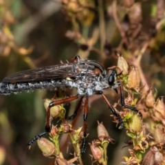 Chrysopogon muelleri (Robber fly) at Macgregor, ACT - 23 Jan 2023 by Roger