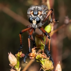 Chrysopogon muelleri at Macgregor, ACT - 23 Jan 2023 03:03 PM