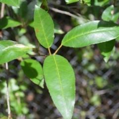 Croton verreauxii (Green Native Cascarilla) at Shellharbour, NSW - 23 Jan 2023 by plants