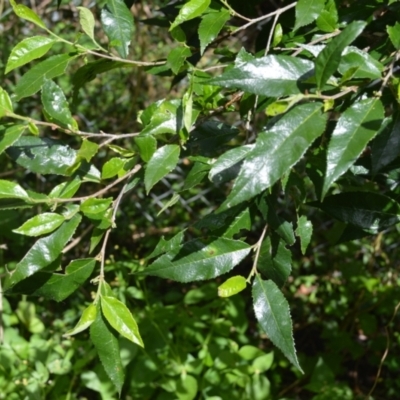 Streblus brunonianus (Whalebone Tree, White Handlewood) at Shellharbour, NSW - 23 Jan 2023 by plants