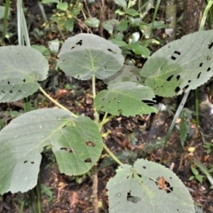 Dendrocnide excelsa (Stinging Tree) at Blackbutt, NSW - 23 Jan 2023 by plants