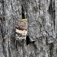 Platybrachys decemmacula (Green-faced gum hopper) at Acton, ACT - 23 Jan 2023 by Pirom