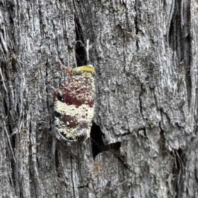 Platybrachys decemmacula (Green-faced gum hopper) at Acton, ACT - 23 Jan 2023 by Pirom