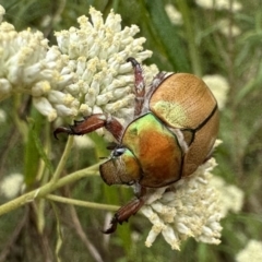 Anoplognathus hirsutus (Hirsute Christmas beetle) at Mount Majura - 20 Jan 2023 by Pirom