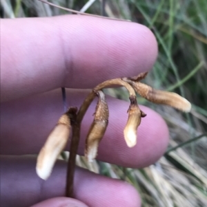 Gastrodia sesamoides at Cotter River, ACT - suppressed