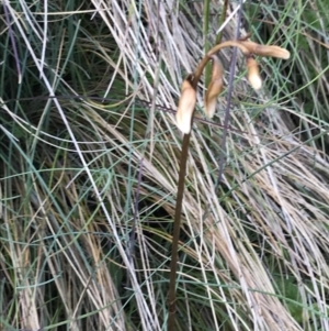 Gastrodia sesamoides at Cotter River, ACT - suppressed