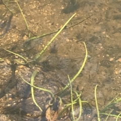 Lilaeopsis polyantha at Mount Clear, ACT - 14 Jan 2023