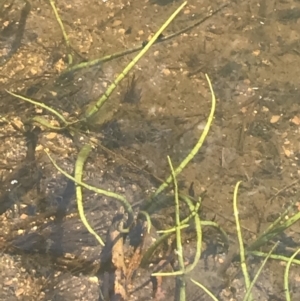 Lilaeopsis polyantha at Mount Clear, ACT - 14 Jan 2023